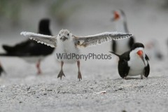 Skimmer First Flight Photo – Pick one Image – Various Sizes