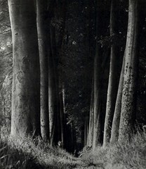 1975 Man Ray Outdoor Old Forest Inviting Tree Path Art Photo Gravure