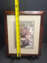 Harry Bowden Signed & Numbered 3/750 Photograph «A Face in the Foliage» Cougar