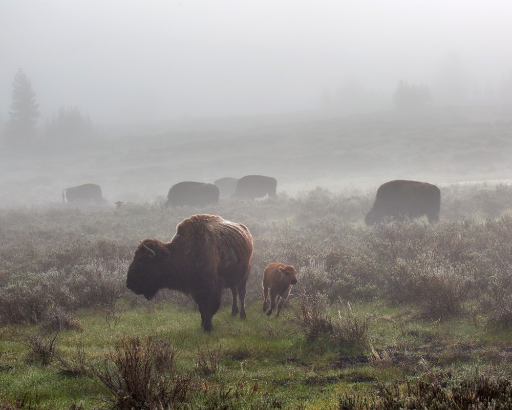 Bison in the fog, Swan Lake Flat 8″x10″ Photograph Print 8×10