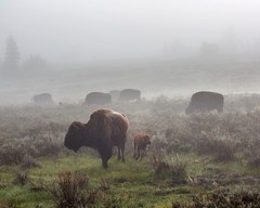 Bison in the fog, Swan Lake Flat 8″x10″ Photograph Print 8×10