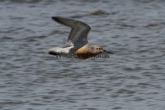 Red Knot Photo, Pick One Image – Various Sizes