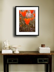 California Wild Poppies 12″ x 16″ Fine Art Print Floral Garden Wild Flower