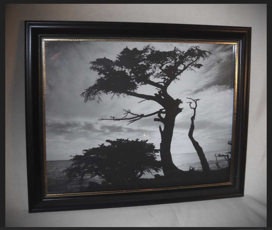 «Cypress Silhouette» Monte Nagler Poster Print 11″x9″ B & W Framed Photo w Glass