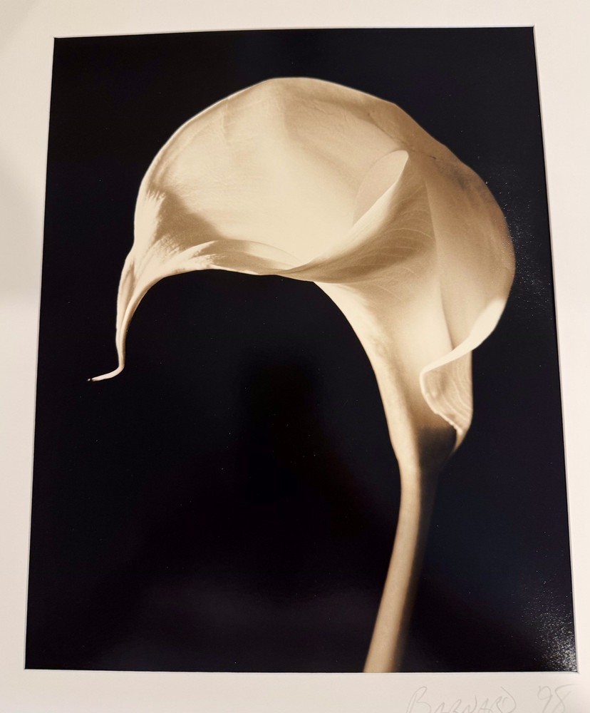 VINTAGE Signed Henry Barnard Calla Lily Swirl Sepia Photograph Gelatin on Paper