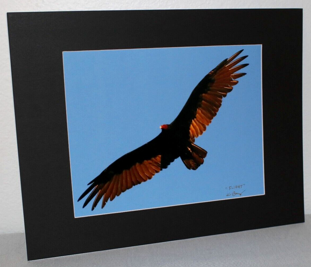 Turkey Vulture Wildlife Photo 8″ x 10″ in 11″ x 14″ Matte Signed by Kim Barry