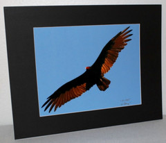 Turkey Vulture Wildlife Photo 8″ x 10″ in 11″ x 14″ Matte Signed by Kim Barry