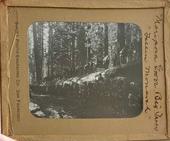 Gilbert? Hassell / Northern California Magic Lanterns Agricultural Big Trees