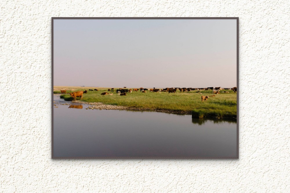 Cattle by the River