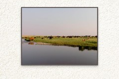 Cattle by the River