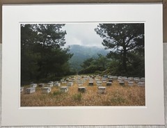 Vintage 2018 SUSANNAH HAYS ‘Bee Boxes Hives’ Datca TURKEY Landscape PHOTO