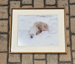 Thomas Mangelsen, Polar Comfort, Out of Print, Signed, Limited Edition