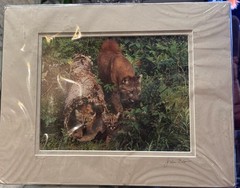 photograph Florida panther her two spotted kittens by John Flower 52 out of 150