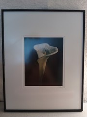 BLACKWATER PHOTOGRAPHY SINDED P. RIMSER PHOTO OF LILIE GLASS FRAMED16 BY 20 INCH