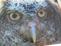 New Photographic of Close Up of An Owl – Color – 13″ x 16″ – e6 em