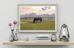 Wild Horses in the Grand Tetons Wyoming Mustang Photography