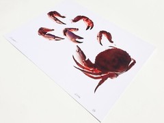 Stone Crabs – 17″ x 22″ Fine Art Photography Print – Artistic Food Photography