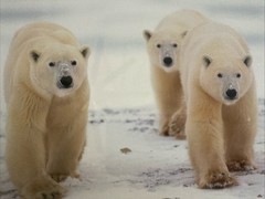 Polar Bear Nature Signed Limited Edition Framed Art Print
