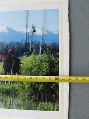 2003 limited Photograph Yellowstone Bull Moose, David Whitten # 2 of 250, 26×19″