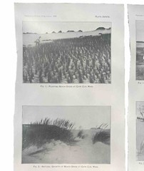 1898 Cape Cod Photograph Antique Print Set Of 2, 5.5” X 9” Each
