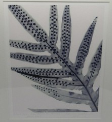 Signed Martha Madigan Lihue Fern photograph botanical photogram 16×19” framed