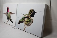 male hummingbird canvas 16×12 wildlife bird photo E. Barton Photography EPS21832