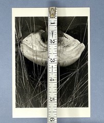 Toadstool & Grasses Art Print Card Photo By Paul Strand Fotofolio 4”x6” Shroom