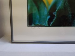 «Sunflower Graphic» – Framed Close-Up Photograph by Gary Coleman