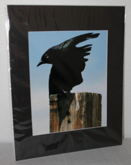 Black Crow Wildlife Photo 8″ x 10″ in 11″ x 14″ Black Matte Signed by Kim Barry