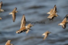 Dunlin Photo 1, Pick One Image – Various Sizes