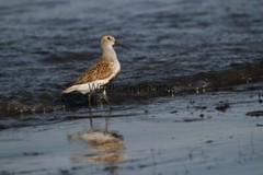Dunlin Photo 1, Pick One Image – Various Sizes