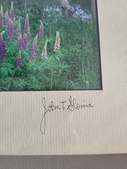 Photography Print By John T Slonina Matted 8×10 Lupine Flowers And Birch Trees