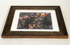 RODNEY LOUGH JR ORIG FRAMED GICLEE PHOTOGRAPH POINT REYES CALIFORNIA TIDE POOLS