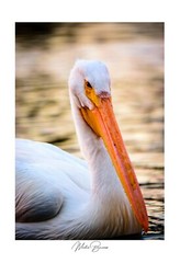 American pelican by Martin Briones Wildlife Photography 13×19