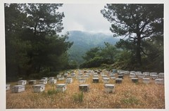 Vintage 2018 SUSANNAH HAYS ‘Bee Boxes Hives’ Datca TURKEY Landscape PHOTO