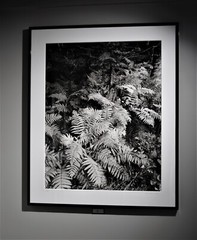 Autumn ferns, moss and balsam fir, Adirondack Park-Thomas Teich