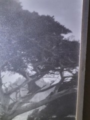 Leopold Hugo Signed Monterey Coast Cyprus Photograph