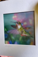 «HUMMINGBIRD in Flight» in by Michael Brown Lenticular 3-D Picture Signed