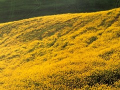 SNOWDON/HOYER ,’TOSCANY,ITALY,2001′ RARE AUTHENTIC ART PRINT