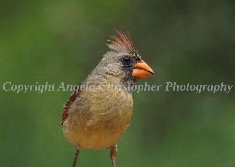 Original ACEO photo fine art print 2.5 x 3.5 in. CARDINAL MOHAWK female red bird