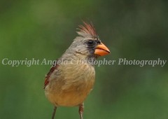 Original ACEO photo fine art print 2.5 x 3.5 in. CARDINAL MOHAWK female red bird