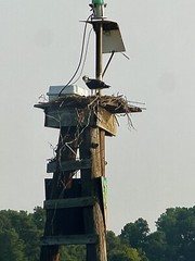 Original Signed Photograph Robin Marshall Waterfowl Osprey And Nest 11×14’’