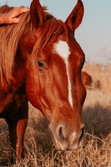 Digital Image Picture Photo Pic Wallpaper Background Ginger Horse Sunset