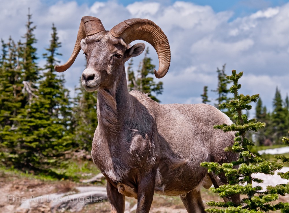 Neil Reichline Photo, Big Horn Sheep, Glacier National Park