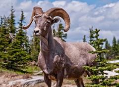Neil Reichline Photo, Big Horn Sheep, Glacier National Park