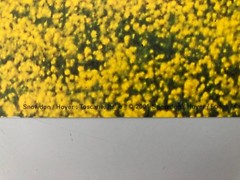SNOWDON/HOYER ,’TOSCANY,ITALY,2001′ RARE AUTHENTIC ART PRINT