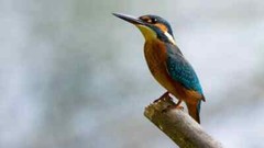 Digital Image Picture Photo Pic Wallpaper Background Trees Bird Blue Nature