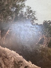 c.1900 Hand-Tinted Albumen Photograph Indigenous Landscape in Burr-Walnut Frame