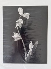 7×9 Black & White Stephen Stoneberg (Asheville, NC) Photographs on 13×14 Mattes