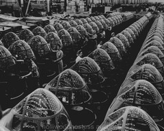 WWII US Women War Workers Douglas Aircraft A20 Bombers Photo Reprint